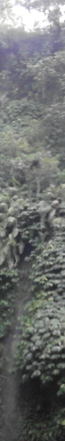 Lemukih Waterfall-巴厘岛