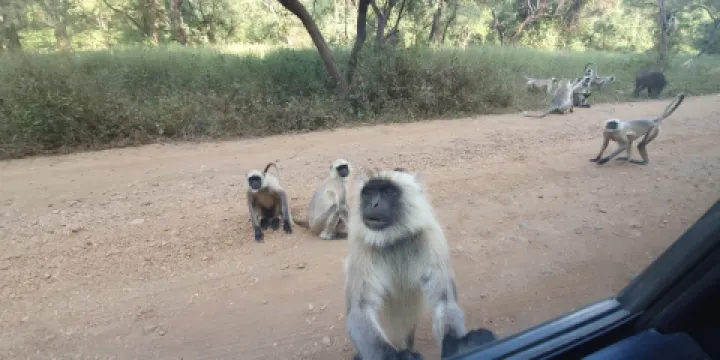 Pandupole Hanuman Temple