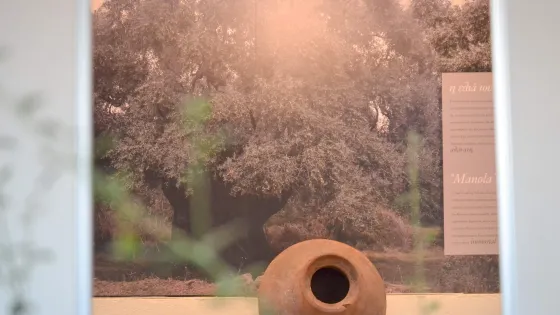 The Olive Oil Museum