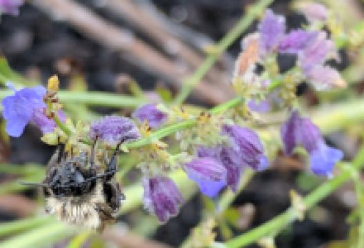 Meadowbrook Park景点图片