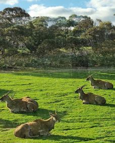 Giraffe Lookout-默里布里奇