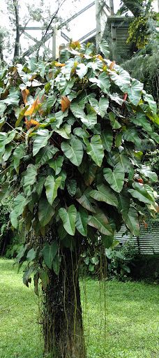 碧瑶日落公园-碧瑶