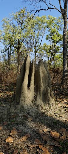 Tikauli Jungle-奇旺