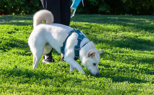 Totoredaca Leash-Free Dog Park