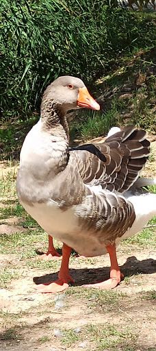 Grajera Park-洛格罗尼奥