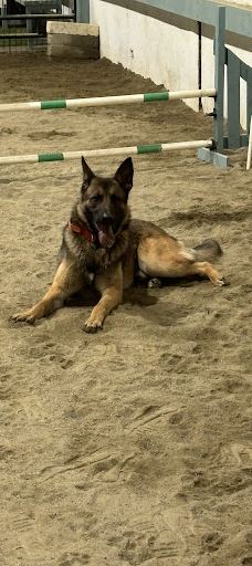 Off Lead Agility-斯特拉班