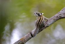 Tmatboey Community Managed Ecolodge景点图片