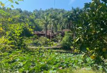 EcoFarm景点图片