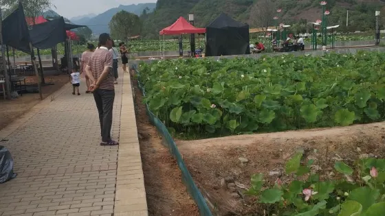 秋扒荷花池