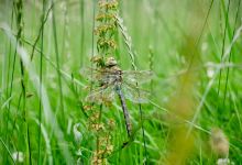 Coed Y Felin North Wales Wildlife Trust Nature Reserve景点图片