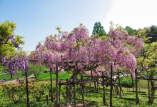 Yokosuka City Iris Flower Garden景点图片
