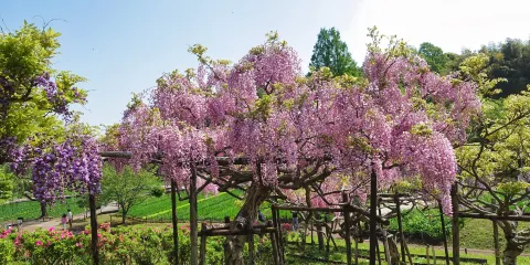 橫須賀市立しょうぶ園