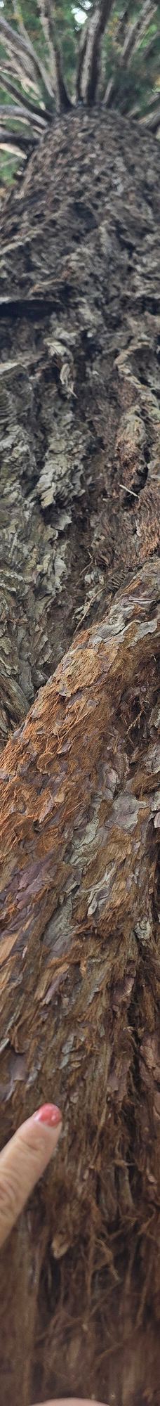 迈瑙岛-康斯坦茨