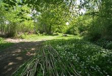 Bradfield Woods National Nature Reserve景点图片