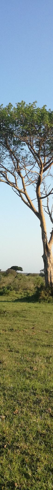 Bonamanzi Game Reserve-赫卢赫卢韦