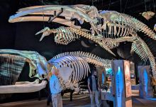 Marine Mammal Interpretation Centre景点图片