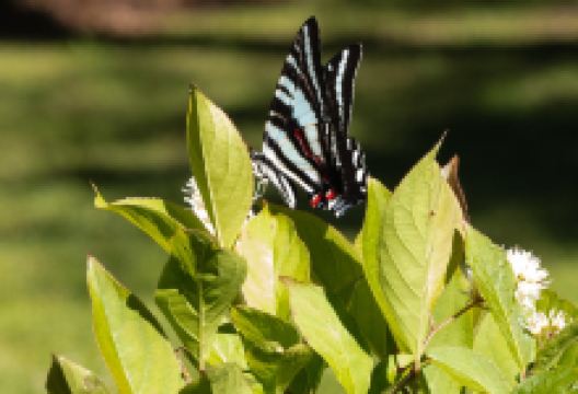 Louisiana State Arboretum景点图片