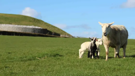 Newgrange Farm