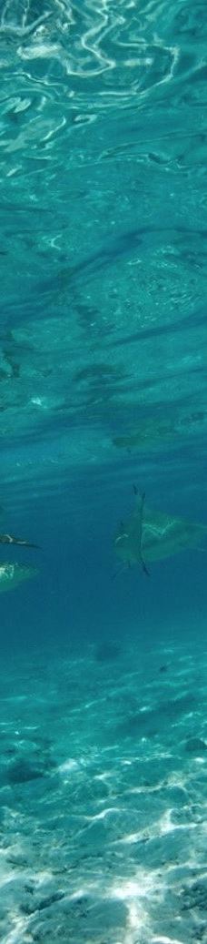 Bora Bora Lagoon Onoku Services-波拉波拉岛