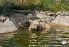 Bear Shelter  White Rock景点图片