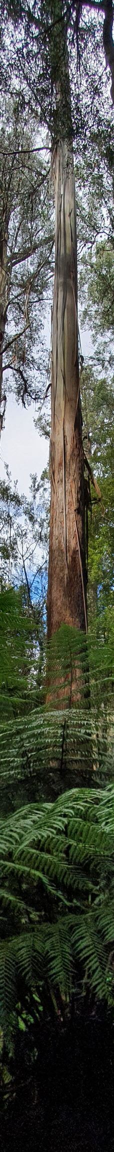 Tall Trees Walk-Mount Field