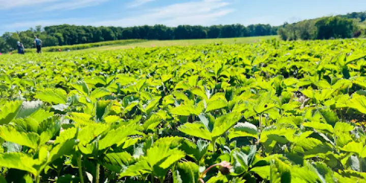 Forge Hill Orchards Inc