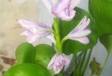 Sajjad Sadda Bahar Nursery Mailsi购物图片