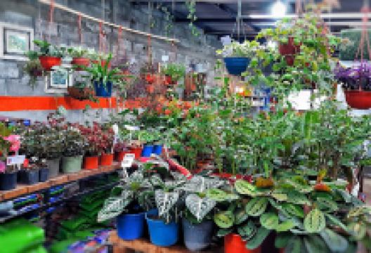 Alpataco vivero购物图片