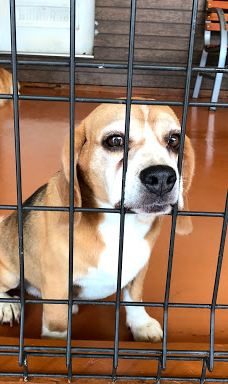 世界名犬牧场-前桥市