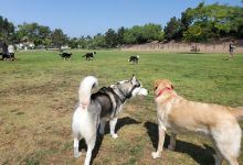 Springville Dog Park景点图片