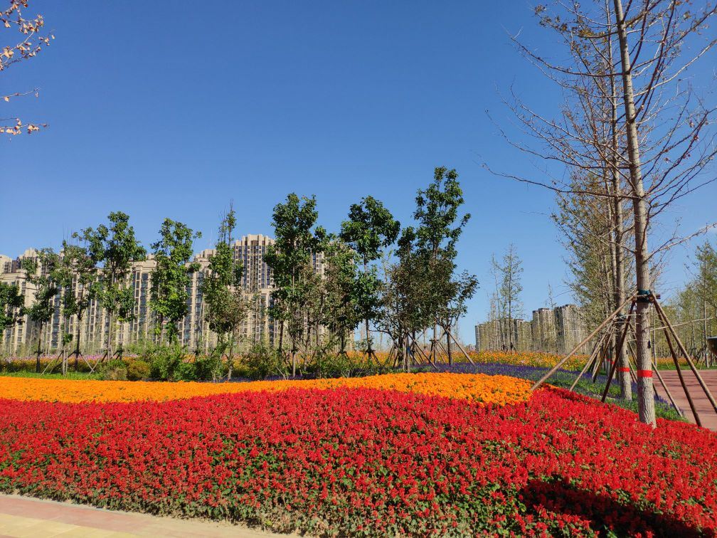 万亩银杏林 · 廊坊市 · 景点