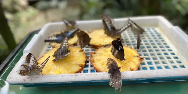 蝴蝶和爬行動物保育園