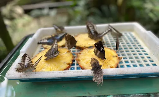 蝴蝶和爬行動物保育園