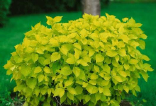 Záhradníctvo eFlora.sk购物图片