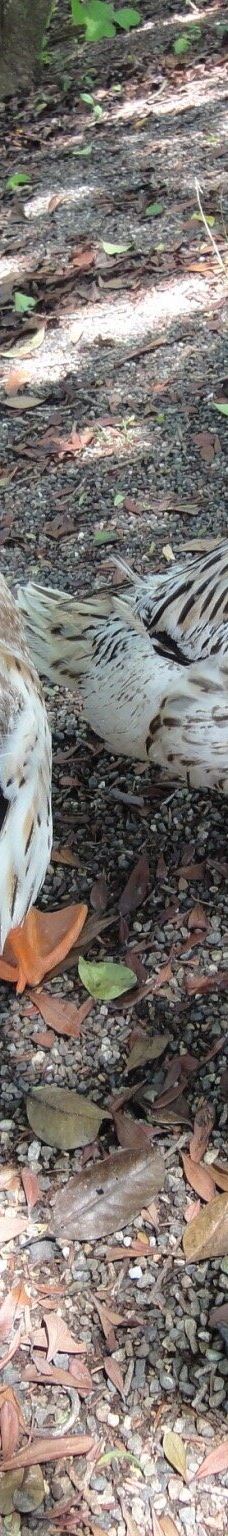 大神ファーム-日出町