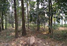 Gorumara Forest Bungalow景点图片