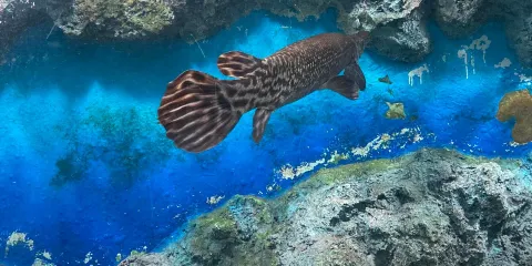 Mekong Underwater World