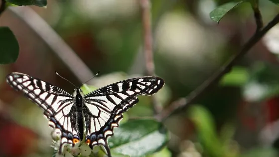 Hampyeong Expo Park - Butterfly Insect Ecosystem