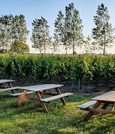 Vingaarden, Lille Gadegaard ( Vineyard )-阿克尔科拜