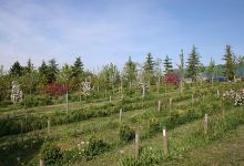 Arboretum et pépinière Woodtli - Leuba SA // Visite sur RDV景点图片