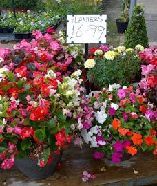 Rainbow Plant Centre-米德尔斯堡