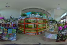 ARTE NEBARI PLANTAS E PEIXES ORNAMENTAIS购物图片