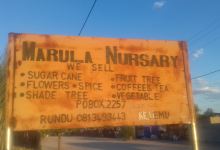 Marula Nursery景点图片