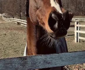 Cheshire Hollow Farm