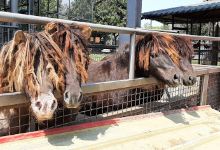 久大生态教育休闲乳羊场景点图片