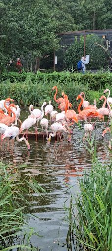Vogelpark Niendorf-蒂门多尔费尔斯特兰德