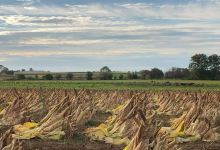 Beacon Hill Camping景点图片