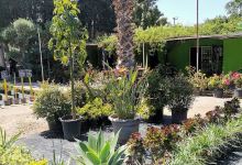 Couleurs Jardin Carthage购物图片