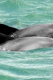 Jangalancha Show-纳塔尔