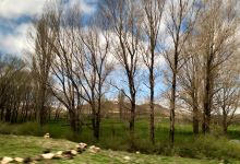 Ifrane National Park景点图片